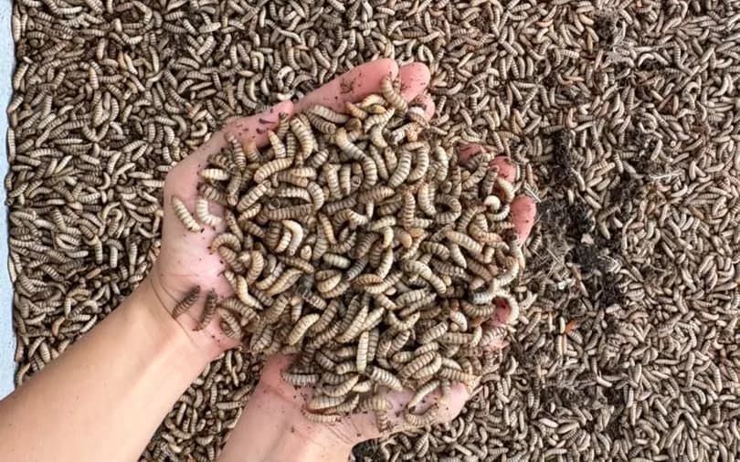 Cupped hands lifting a heap of live larvae from a bed packed with more larvae